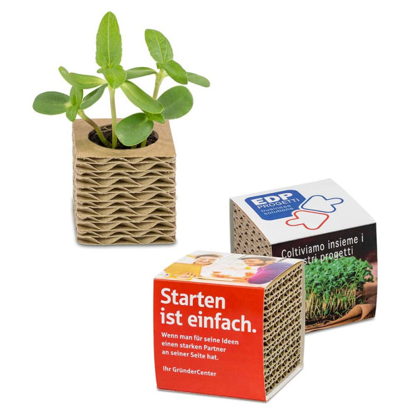 Kartonnen plant-kubus mini met zaden